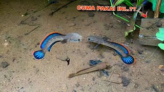 SANGAT BERUNTUNG MENEMUKAN CHANNA LIMBATA SEGAN4S INI  Cara Unik Mancing Ikan Channa Limbata [upl. by Burny]