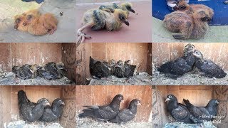 Day to Day Growth of Black Pigeons 30 Days [upl. by Celin415]