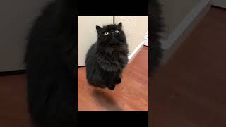 hovering cats that shouldnt be hovering illusions cats memes [upl. by Ardnusal297]