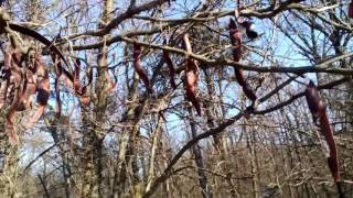 WILD Food Roscovulglădiță Gleditsia triacanthos [upl. by Avihs]