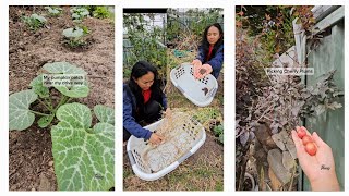 Saving broccolini seeds  Mga ginagawa ko sa aking garden [upl. by Orapma816]