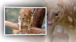 Antechinus brown Antechinus Mating [upl. by Stochmal]