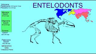 FOSSIL MAMMALS ARTIODACTYLS ENTELODONTS [upl. by Adlih]