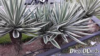 Agave americana  pita  piteira Agavoideae sentry plant [upl. by Cornwell]