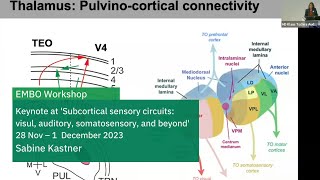 EMBO Workshop Subcortical sensory circuits visual auditory somatosensory and beyond [upl. by Ynney735]