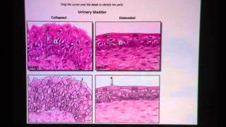 Transitional Epithelium [upl. by Nimocks645]