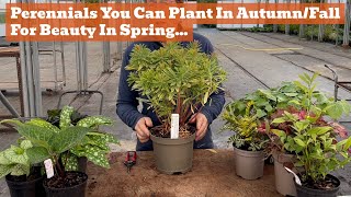 Perennials to Plant in AutumnFall for a Wonderful Spring Garden [upl. by Zanlog]