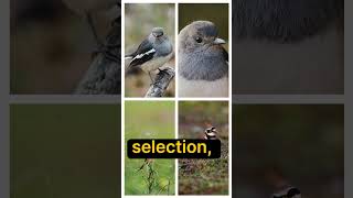 Focus point selection for wildlife photography birdphotography wildlifephotoghraphy [upl. by Gaeta]