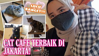 CAT CAFE TERGEMESH DI JAKARTA KUCINGNYA SUPER LUCU [upl. by Anahsek]