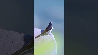 motacilla edit birds motacillaalba wildlifephotography youtubeshorts wildlifesanjay [upl. by Bourne152]