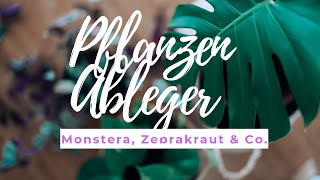 Pflanzen Ableger schnell und einfach selber machen I Monstera amp Co  LITTLE LEMON [upl. by Dyoll]