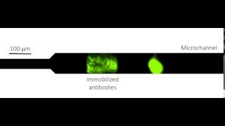 IsotachophoresisBased Surface Immunoassay [upl. by Prosper]