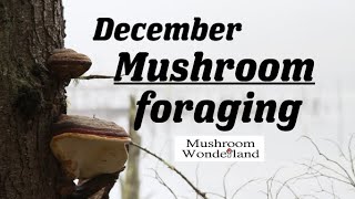 December Mushroom Foraging and Identification Walk [upl. by Ibor]