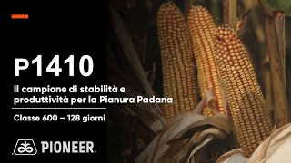 P1410 il mais campione di stabilità e produttività per la Pianura Padana [upl. by Netsua]