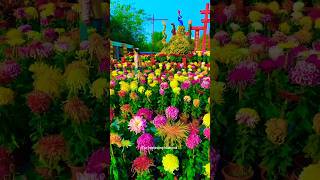 wonderful Chrysanthemum and grandiflorum 💮😍shorts flowersshortviralvideonaturalbeautifulflowers [upl. by Bouley]