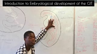 Introduction to embryological development of the GIT  Development of the esophagus [upl. by Duaner]