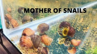 I Ordered Snails From THE MOTHER OF SNAILS [upl. by Tortosa]