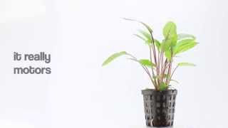 Cryptocoryne beckettii Everything You Need to Know About this Amazing Aquarium Plant [upl. by Russel]