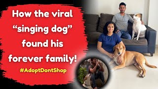 How the viral “singing dog” found his forever family  Adopt Dont Shop [upl. by Lucine821]