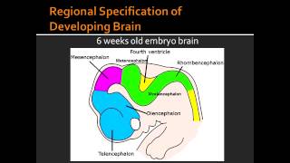 Regional Specification of Developing Brain [upl. by Kenzie]