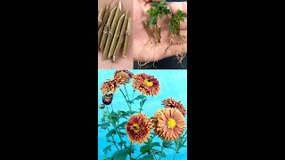 How to grow chrysanthemum plant from cuttingShorts [upl. by Eclud]