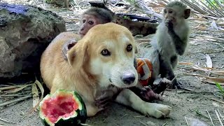 Dog and Monkey made so much happiness animals shorts bae3 icy wildlife losangeles usa [upl. by Colville]