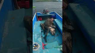 Spearing Seals vs Spearing Fish [upl. by Aidyl]