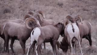 Watching Bighorn Sheep ramming heads and nut kicking in the National Elk Refuge 2016 [upl. by Sundin]