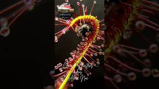 Planta Carnivora Drosera [upl. by Ennahs482]