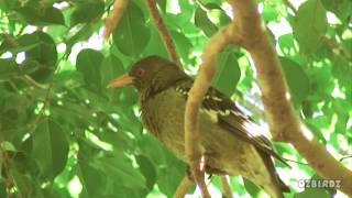 Yellow Oriole [upl. by Hobbie]