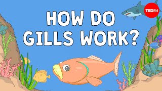 Why fish are better at breathing than you are  Dan Kwartler [upl. by Anitteb966]