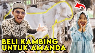 BELI KAMBING SPESIAL UNTUK SELAMETAN AQIQOH AMANDA‼️ TAKUT DI SERUDUK‼️😱 [upl. by Joye]