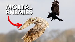 Great Horned Owls and Crows Hate Each Other [upl. by Katey]