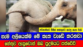 පරිණාමය විසින් සත්තුන්ට කරපු කැත වැඩ 6ක් [upl. by Taka]