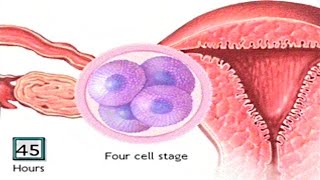 How The Embryo Develops After Fertilisation  Human Development Animation  Zygote Cell Division Vid [upl. by Litt]