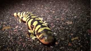 Metamorphosis Amphibian Nature Documentary [upl. by Sukcirdor650]