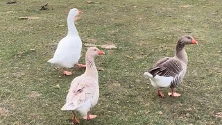 Geese update… kind of… [upl. by Juliette]