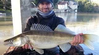 Pêche Gros sandre au leurre [upl. by Ernesto]