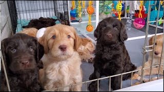 Australian Labradoodle Puppies [upl. by Artek825]