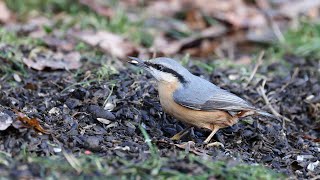 Nuthatch ground feeding [upl. by Zelma]