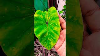 Colocasia plant available 🥰sale [upl. by Leveridge]