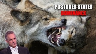 Wolves Hierarchy  Jordan Peterson Posture Means EVERYTHING [upl. by Ellered381]