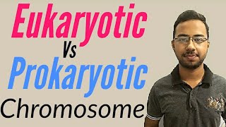 Prokaryotic vs Eukaryotic Chromosomes  Structure of chromosomes in eukaryotes and prokaryotes [upl. by Davy]