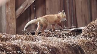 10 week old Red Fox kit barking [upl. by Nwahsar]