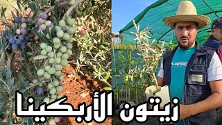 أحسن أصناف الزيتون إنتاجا للزيت زيتون أربكينا Arbequina Olive Oil [upl. by Neellok]