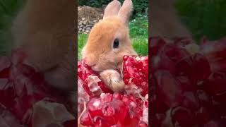 Rabbit Eating Facts moments  Rabbit Sound animalfacts cute shorts [upl. by Jerroll57]