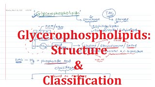 18 Glycerophospholipids Common Structure and Classification [upl. by Adnarim]