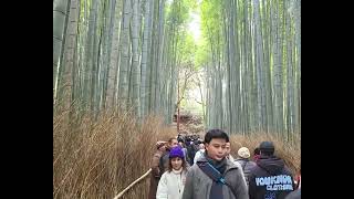 Arashiyama Bamboo Forest [upl. by Ludie]