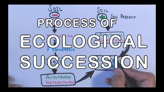 Process of Ecological Succession  Primary amp Secondary Succession Concept [upl. by Oirretna]