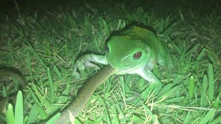 Green Tree Frog Snacks on a Snake  ViralHog [upl. by Eenttirb]